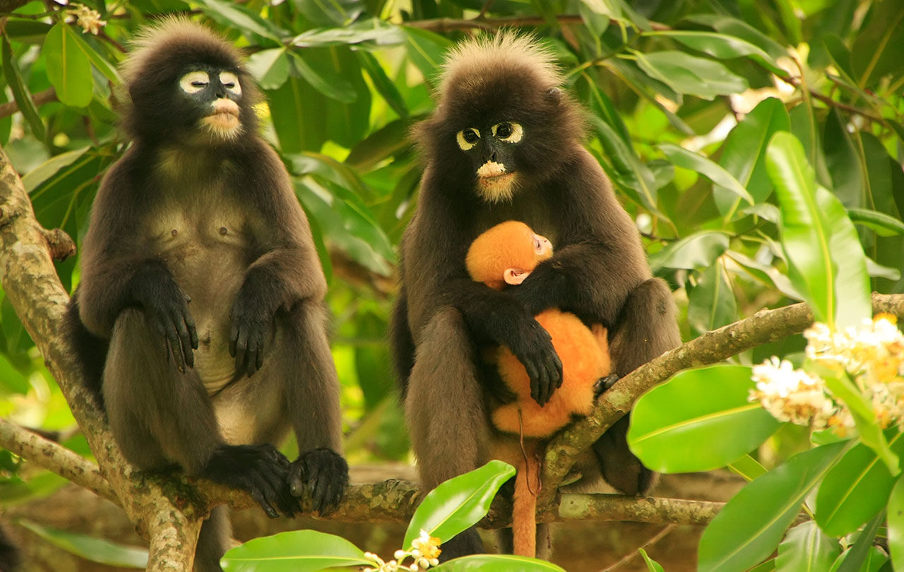 Ang Thong National Park Monkeys in the Southern of Thailand